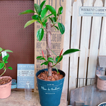 レア！現品のみ♡【かっこいい大きめ観葉植物】フィカスロブスター♡ブラック系ブリキ