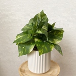 1点限定販売☆ フェイクグリーン　ポトス　鉢植え　インテリア