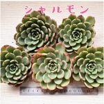 【多肉植物】シャルモン