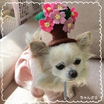 桜の木で可愛いさup❤️犬用お花見被り物（小型犬～10キロ位)