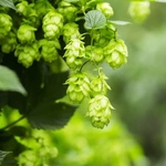 ホップ　種　10粒