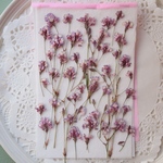 押し花蓼の花