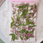 押し花蕎麦の花