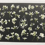 再販☆押し花素材614 真っ白なユーフォルビアたくさんA☆