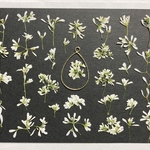 再販☆押し花素材615真っ白なユーフォルビアたくさんB☆