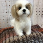 シーズーお座り❣️