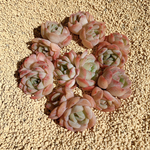 韓国苗 Echeveria スリョン