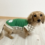 犬服【グリーン×チェック柄🍀クローバータンク】