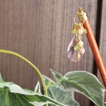 ヒカリ雨　桜