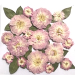 特価　バラの押し花②