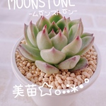 送料無料♡♡ 《2》多肉植物 エケベリア 韓国苗 ムーンストーン 美苗♡♡