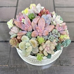 多肉植物　寄せ植え　リメイク缶　2♪