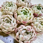 【多肉植物】ローズエレガンス
