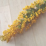 ミモザのドライフラワー　小分け③