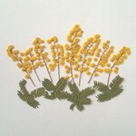 ミモザの押し花