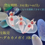 <ミニフィギュア>〜ハダカカメガイ3体セット〜受注販売