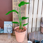 再販！現品♡【ストレチア】スタイリッシュグリーン♡育てやすい観葉植物♡サーモンピンク系ブリキ