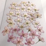 啓翁桜の押し花