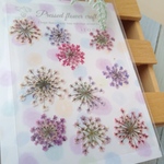 特別企画①　押し花 　レースフラワー