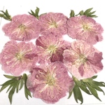桃の押し花