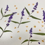 押し花＊アメジストセージ　他