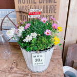 現品のみ♡【春のお花の寄せ植えマーガレット入り】毎年楽しめるガーデニング♡白系ブリキ鉢♡アイアンピックつき