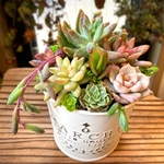 多肉植物アレンジ　寄せ植え　アンティーク調　ホワイトカラーポット　多肉植物　寄せ植え　おうちプレゼント