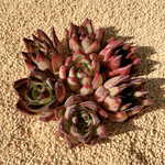 再入荷！多肉植物　Echeveria エボニー