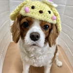 イースターうさちゃんかぶりもの