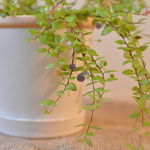 真珠コケモモ♡　希少種　観賞植物♪日陰でも育てられる♪