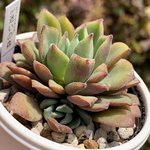 人気品種！★迷いの森 多肉植物 自家栽培 国産