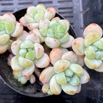 ラウル　群生　韓国苗　多肉植物