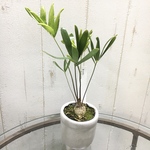 Zamia floridana ザミア フロリダーナ   セメントポット 鉢カバー