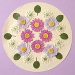 押し花セットE＜ノースポール＆レースフラワー＆組み立てのお花他＞