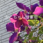 レースマスク