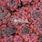 専用出品