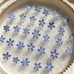 【増量中！100輪】忘れな草のドライフラワー