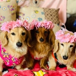 お取り置き　3つセット　八重桜　