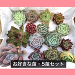 多肉植物　韓国苗　好きな苗5苗セット！