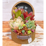 新作！多肉植物寄せ植え