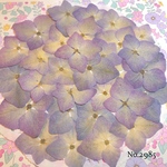 ♡new♡ヴィンテージ風な大人カラー♡紫陽花の押し花セット