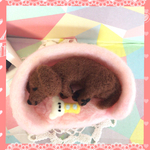 おやすみダックスちゃん