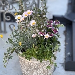淡雪エリカと春色のローダンセマムの寄せ植え