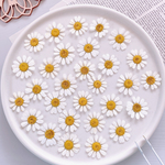 【押し花素材】マトリカリア　花