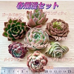 春爛漫セット【多肉植物】【限定販売】