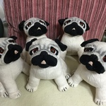 babyパグ