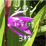 シラン 新芽付き 球根 苗 3株 紫蘭 山野草 多年草