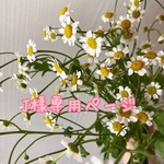 専用ページです