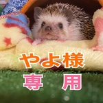 やよ様専用