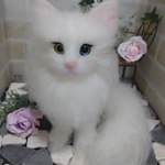 （miso253udon様専用ページ）ターキッシュアンゴラちゃん🐱🌹